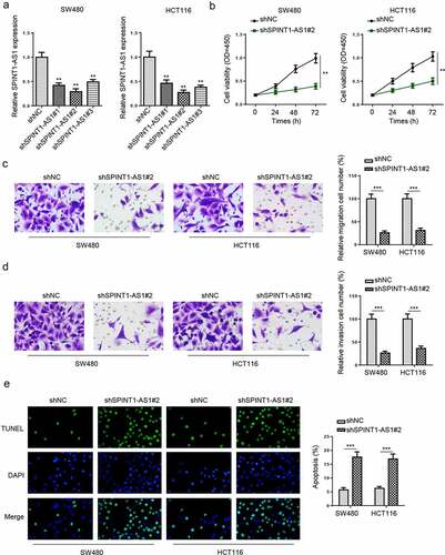 Figure 2. Knockdown of SPINT1-AS1 inhibited the malignant behaviors of CRC cells. (a) RT-qPCR indicated the SPINT1-AS1 expression in SW480 and HCT116 cells transfected with shSPINT1-AS1#1, shSPINT1-AS1#2, or shSPINT1-AS1#3. (b) CCK-8 assay evaluated the cell proliferation of SW480 and HCT116 cells transfected with shSPINT1-AS1#2. (c and d) The migration and invasion abilities of shNC or shSPINT1-AS1#2 transfected SW480 and HCT116 cells were assessed via transwell assays. (e) TUNEL assay showed the apoptosis rate of SW480 and HCT116 cells transfected with shSPINT1-AS1#2 or shNC. ** p  < 0.01, ***p < 0.001.