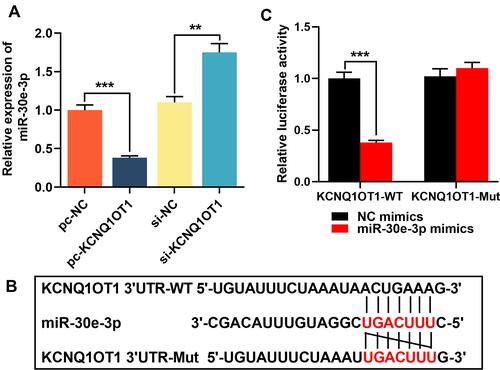 Figure 3 miR-30e-3p was the target of KCNQ1OT1. (A) Lncbase database was used to predict the binding site for miR-30e-3p in KCNQ1OT1 sequence. (B) HMC3 cells were co-transfected with miR-30e-3p mimics or control mimics and luciferase reporter vector KCNQ1OT1-WT or KCNQ1OT1-MUT, and luciferase activity of the cells in different group was detected after 48 h. (C) RT-qPCR was used to detect the expression of miR-30e-3p in HMC3 cells transfected with pc-KCNQ1OT1 or si-KCNQ1OT1. All experiments were performed in triplicate. **P<0.01 and *** P <0.001.