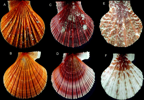 Figure 18.  Pseudamussium spp. (A,B) P. sulcatum, Ø 25 mm, BIOICE#2305, off southwestern Iceland, depth 406 m (SMNH 55524). (C,D) P. sulcatum, Ø 16 mm, western Norway, Hjeltefjord, depth 100–180 m (SMNH 20143). (E,F) P. peslutrae, Ø 18.8 mm, Sweden, Bohuslän, Koster area (SMNH 55495).