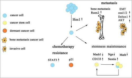 Figure 1. The role of Hes1 in tumor progression. Hes1 contributes to CSCs maintenance, cancer chemotherapy resistance and tumor metastasis mainly through its downstream protein.