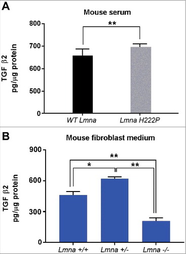 Figure 2. TGF β2 level is increased in laminopathic mice. (a) Levels of TGF β2 in sera of WT mice (n = 6) and LmnaH222P/H222P  mice (LmnaH222P ) (n  = 5). (b) Levels of TGF β2 secreted by fibroblasts isolated from WT mice (Lmna +/+), mice bearing heterozigous (Lmna +/−) or homozygous (Lmna −/−) null mutation in Lmna gene and maintained in culture for 5 days. Means ± standard deviation are shown in graphs. Statistically significant differences are indicated by an asterisk (p<0.05) or double asterisk (p< 0.01).