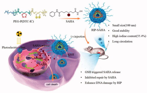 Scheme 1. Schematic illustration of RIP-SAHA as a dual-functional nano-radiosensitizer for synergistically enhanced radiotherapy of breast cancer via enhancing DNA damage and impeding DNA damage repair.