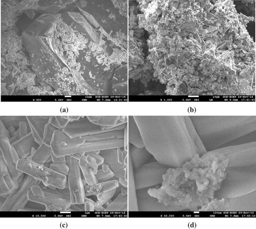 Figure 8. SEM images of calcium carbide used as an artificial fruit ripening agent. (a) 600 times magnification, (b) 1,000 times magnification, (c) 10,000 times magnification, (d) 50,000 times magnification. The high surface area of calcium carbide microstructure ameliorates the formation of acetylene gas when it comes into contact with environmental moisture.