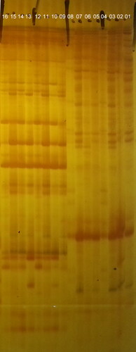 Figure 6. Polyacrylamide gel electrophoresis of differentially expressed transcript-derived fragments (TDFs) in tomato plants following C. fulvum inoculation. Tomato lines: cf-5, Ontrio7516 (carrying the Cf-5 gene); cf-11, HN42 (carrying the Cf-11 gene); cf-19, HN19 (carrying the Cf-19 gene); and MM, Moneymaker (not carrying a Cf gene). Lanes 1–8: amplified bands of Cf5-CK, Cf11-CK, Cf19-CK, MM-CK, Cf5-Post inoculation, Cf11-Post inoculation, Cf19-Post inoculation and MM-Post inoculation by the primer combinations of E01/M03; Lanes 9–16: amplified bands of Cf5-CK, Cf11-CK, Cf19-CK, MM-CK, Cf5-Post inoculation, Cf11-Post inoculation, Cf19-Post inoculation and MM-Post inoculation by the primer combinations of E01/M05. CK stands for control, i.e. no C. fulvum inoculation. Post inoculation stands for 20 days after C. fulvum inoculation.