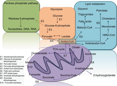 Figure 1 Several metabolic pathways in normal and cancer cells.Abbreviation: TCA, tricarboxylic acid.