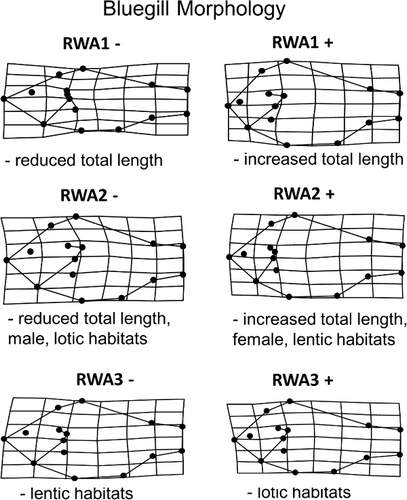 Figure 4. RWA for three primary axes which explained 65 percent of morphological variation in the GLSM watershed area, including significant relationships with parent terms as shown in general linear models.