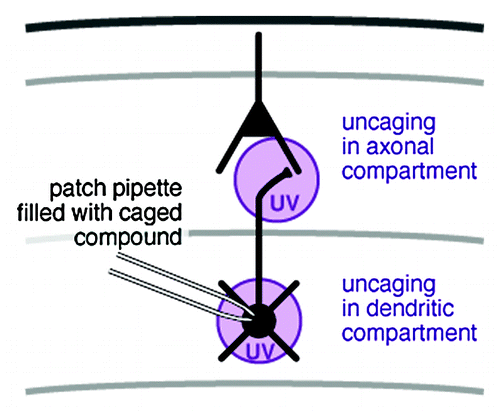 Figure 1. Spot photolysis of a caged ion-channel blocker with UV light allows for precise temporal and spatial control of the drug effect.