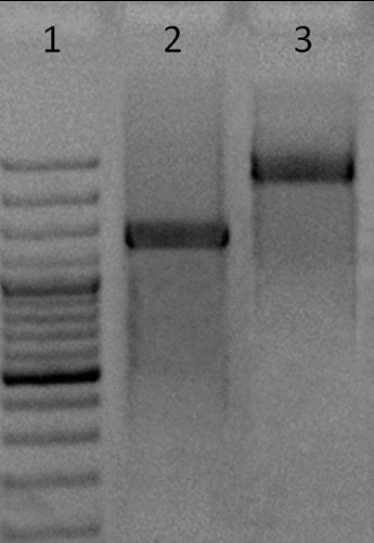 Figure 2. dsRNAs of the HC-Pro gene region of PVY and S segment of Phi6. (1) 100 bp DNA ladder (100/1000 bp); (2) dsRNAs of the HC-Pro gene region of PVY 1445 bp and (3) dsRNAs of S segment of Phi6 2948 bp.
