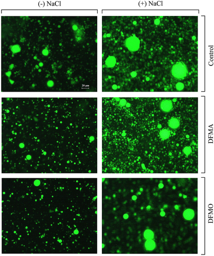 Figure 1. Nile red staining of oil bodies (OBs). Fluorescence imaging of OBs isolated from cotyledons of 2-d-old, dark-grown seedlings, raised in the absence or presence of 120 mM NaCl, or nutrient medium supplemented with 500 µM of PA biosynthesis inhibitors, DFMA or DFMO, alone or in combination with 120 mM NaCl. OBs were incubated with Nile red stain and fluorescence from them (due to neutral lipids) was visualized (ex: 485 nm; em: 525 nm). Scale bar: 20 μm).