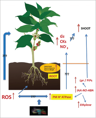 Figure 1. Effects of rhirospheric humic acids on root-shoot signaling crosstalk and shoot growth. Effects are written in brownish-red color. Connective lines indicating events associated with each other without demonstrating a causal link are designed in blue plus question marks ??? Connective lines indicating events causally linked to each other link designed in blue.