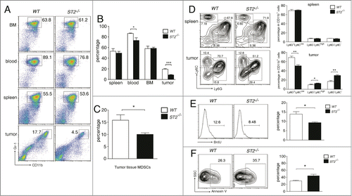 Figure 2. ST2−/− mice have reduced MDSC frequencies in tumor tissue but not in spleen and bone marrow. (A) and (B) WT and ST2−/− mice (n = 6) were injected subcutaneously with 3 × 105 4T1 cells. 21 d after tumor cell inoculation mice were sacrificed, the percentages of MDSCs in bone marrow, blood, spleen and tumor were analyzed by flow cytometry (gated on total live cells) (B). Representative plots were shown in (A). (C) WT and ST2−/− 4T1-bearing mice (n = 5) were sacrificed when the tumor reached 8–10 mm in diameter. MDSC percentages in tumor tissues were analyzed by flow cytometry. (D) Percentages of G-MDSCs and M-MDSCs in spleen and tumor tissues of WT and ST2−/− mice (n = 5) were analyzed by flow cytometry. (E) WT and ST2−/− mice (n = 5) were intraperitoneally injected BrdU every 12 h. 48 h later, the percentages of BrdU+ cells within MDSC population (Gr-1 gated) in tumors were analyzed. (F) Percentages of annexin V+ cells within MDSC population in tumor tissues were analyzed. Data are mean ± SEM and are representative of three independent experiments.*, p < 0.05; **, p < 0.01; ***, p < 0.001.