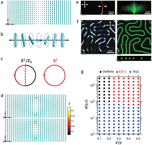 Figure 2. 1D twist walls. (a) A twist wall in chiral LCs. (b) Schematic of a twist wall in the director field nr with head-tail symmetry going through a full π rotation shown by cylinders. (c) The director of the twist wall in (a) winds around the order-parameter space S1/Z2 exactly once and S1/Z2≅S1. (d) A translationally invariant CF-3 along the direction perpendicular to the cross-section with strong perpendicular boundary conditions with the 2D director confined in the yz-plane (top) and unconfined 3D director (bottom). The two half-integer defect lines near the substrates are visualized by the reduction of the scalar order parameter S at the defect cores. (e) Experimental polarizing optical micrograph (left) and 3PEF-PM image (right) obtained with circular polarization in the vertical plane between the arrows in the left panel of a CF-3. d=10 µm and p=12.5 µm. (f) Experimental polarizing optical micrograph (left) and 3PEF-PM image (right) of twist walls obtained with circular polarization in the mid-plane perpendicular to the far field in a cell with d=0.8 µm and p=1 µm. The 3PEF-PM image in vertical cross-section through the yellow dashed line is shown in the bottom right. (g) Structural stability diagram of twist wall, CF-3, and uniform states dependent on the LC film thickness over pitch ratio d/p and effective anchoring strength. L is the elastic constant in Landau-de Gennes theory, which is related to the average frank elastic constant by L=2K/9Seq2. Seq is the equilibrium scalar order parameter. Reproduced with permission from [Citation3].