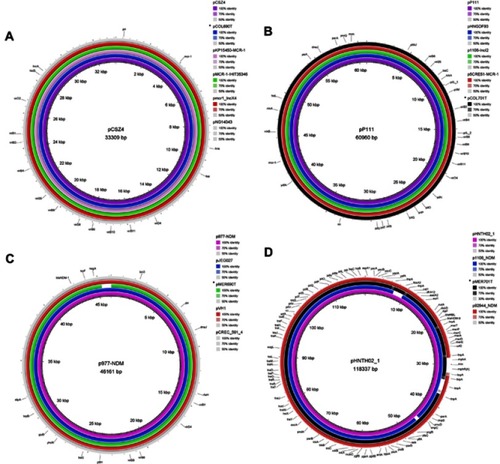 Figure 3 Sequence alignment of blaNDM-bearing or mcr-1-bearing plasmids. (A) The plasmid pCSZ4 (KX711706) (purple ring) from E. coli of pork origin in China was used as a reference to compare with the IncX4 plasmids. The ring light purple, green, red, gray and blue rings represent pKP15450-MCR-1 (MH715959) from clinical K. pneumoniae in Taiwan, pMCR-1-IHIT35346 (KX894453) from E. coli of pig origin in Germany, pmcr1_IncX4 (KU761327) from clinical K. pneumoniae in China, pNG14043 (KY120364) from clinical S. typhimurium in Taiwan and pCOL60T (VMKQ00000000) in this study, respectively. The outer circle with black arrows signifies annotation of the reference sequence. (B) The plasmid pP111 (KY120365) from S. typhimurium of pig in Taiwan was used as a reference to compare with the IncI2 plasmids. The purple, blue, green, red and black rings represents the reference plasmid, pHNGDF93 (MF978388) from fish E. coli in China, p1106-IncI2 (MG825374) from E. coli of chicken in China, p5CRE51-MCR-1 (CP021176) from clinical E. coli in Taiwan, and pCOL701T (VMKR00000000) in this study, respectively. The outer circle with black arrows signifies annotation of the reference sequence. (C) The plasmid p977-NDM (MG825382) from E. coli of pork origin in China was used as a reference to compare with the IncX3 plasmids. The purple, blue, green, red and gray rings represent the reference plasmid, pJEG027 (KM400601) from clinical K. pneumoniae in Australia, pMER690T (VMKS00000000) from leaf rape in this study, pVH1 (CP028705) from E. coli of cucumber in China, and pCREC-591_4 (CP024825) from clinical E. coli in South Korea, respectively. The outer circle with black arrows signifies annotation of the reference sequence. (D) The plasmid pHNTH02-1 (MG196294) from E. coli of retail meat in China was used as a reference (purple ring). The blue, dark, and red rings represent plasmid p1106-NDM (MG825375) from E. coli of chicken, pMER701T (VMKT0000000) in this study, and p92944-NDM (MG838206) from clinical E. coli, respectively, in China. The outer circle with black arrows signifies annotation of the reference sequence. *represents plasmids in this study.
