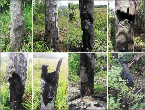 Figure 2. Images of non-fire-exposed and fire-exposed palm stems after the first fire in March 2014 along Transect Line 1(a-d), and damages to fire-exposed stems after the second fire along Transect Line 2 in 2017 (e-h). (a) non-fire-exposed Mauritia flexuosa stem with Nasutitermes ephratae nest. (b) fire-exposed M. flexuosa stem without N. ephratae nest. (c. & d) fire-exposed M. flexuosa stems showing severe damage that is associated with N. ephratae nest. (e-h) repeated burning of M. flexuosa palms appears to cause further damage, including the death of some palms