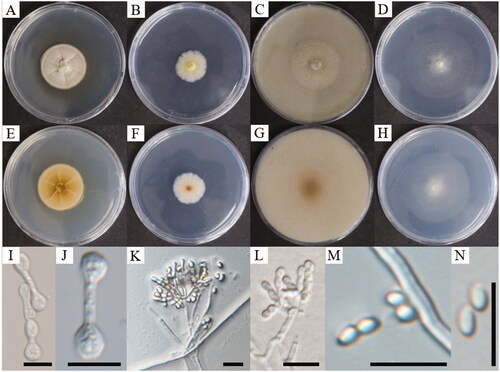 Figure 3. Cultural and morphological characteristics of Oidiodendron clavatum. Colonies on PDA (A, E), MEA (B, F), OA (C, G), and CMA (D, H) after 28 days of cultivation at 25 °C. Hyphae expand into club-shaped (I), club-shaped hypha (J), conidiophores (K, L), and conidia (M, N). Scale bar, 10 μm (I–N).