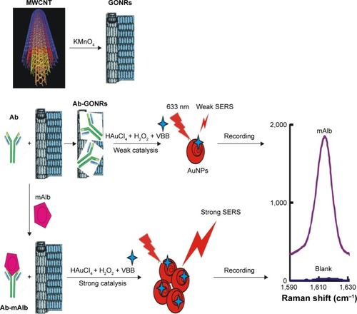 Figure 1 Principles of SERS immunoanalysis of mAlb coupled with GONR catalysis.Abbreviations: SERS, surface-enhanced Raman scattering; GONR, graphene oxide nanoribbon; VBB, Victoria blue B; Ab, antibody; mAlb, microalbumin; MWCNT, multi-walled carbon nanotube.