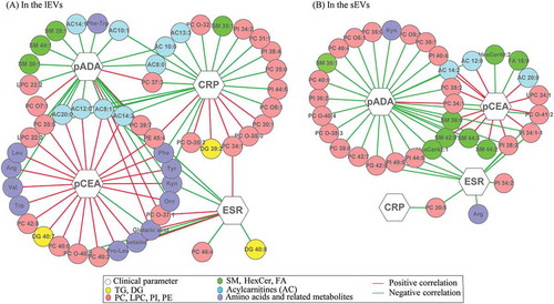 Figure 5. Network of interactions between clinical parameters and differential metabolites identified in sEVs (A) and in lEVs (B) subgroups.