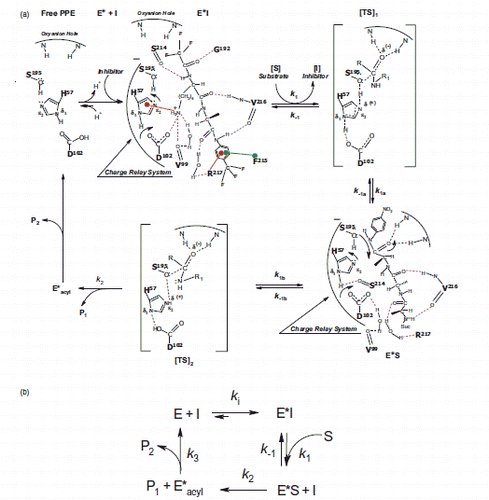 Scheme 3. (a) Illustration of a potential mechanism of reversible inhibition of PPE (inhibitor: CF3C(O)-KA-NHPh-p-CF3; substrate: Suc-AAA-pNA); the mechanism is achieved without the development of a charge relay system. (b) The brief version of the inhibition mechanism of Scheme 3a.