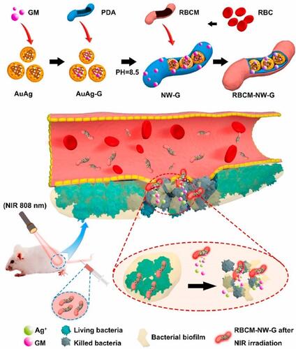 Figure 22 Diagram of RBCM-NW-G preparation and the treatment principle of bacterial infections in vivo. Reprinted from Bioact Mater, 6, Ran L, Lu B, Qiu H, et al. Erythrocyte membrane-camouflaged nanoworms with on-demand antibiotic release for eradicating biofilms using near-infrared irradiation. 2956–2968, Copyright 2021, with permission from KeAi Publishing.Citation216