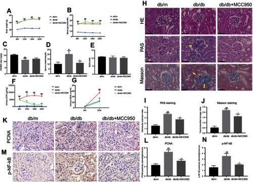 Figure 1 MCC950 decreased the urinary albumin-to-creatinine ratio and improved renal function and pathological changes in db/db mice.