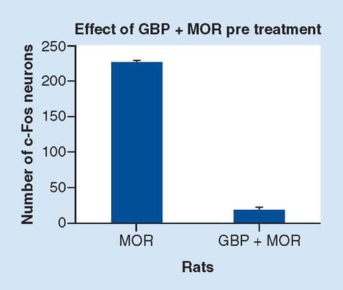 Figure 3. A graphic showing the semi-quantitative analysis of c-Fos-positive neurons in the paraventricular nucleus of the hypothalamus of the rats receive co-administration of gabapentin (150 mg/kg, i.p.) and morphine (10 mg/kg, i.p).Compared with the acute morphine administered rats the co-injection of GBP and morphine completely attenuated the elevated c-Fos expression induced by acute injection of morphine. p < 0.01 vs acute morphine injection/co-administration of GBP and morphine.GBP: Gabapentin; MOR: Morphine.