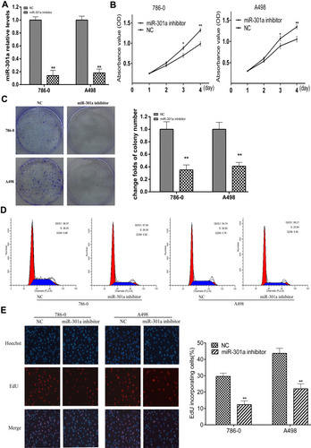 Figure 2 Knockdown of miR-301a suppresses RCC cell proliferation by abrogating the G1/S transition. (A) Knockdown of miR-301a expression in 786–0 and A498 cells by transfecting miR-301a inhibitor was confirmed by qRT-PCR. (B) CCK-8 assays revealed the cell growth curves of the indicated cells. (C) Representative micrographs (left) and relative quantification (right) of crystal violet-stained cell colonies analyzed by colony formation assay. (D) FACS analysis of the cell cycle of the indicated cells. Cells were synchronized by serum deprivation for 24 h, and then stimulated to enter S phrase by serum re-addition. Cells were harvested for FACS analysis at 12 h post release. (E) Representative micrographs (left) and quantification of EdU-incorporated cells in the indicated cells. The results are presented as the mean±SD. *P≤0.05; **P≤0.01.