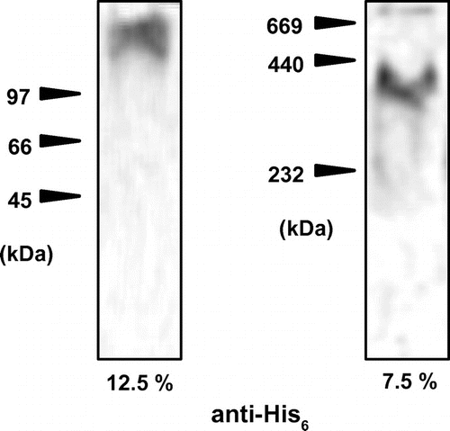 Fig. 4. Oligomerization state of Chlorella caleosin.Notes: Chlorella caleosin was expressed in E. coli. After sonication and centrifugation, soluble fraction was obtained and applied to native PAGE. Left––the concentration of acrylamide was 12.5%. Right––the concentration of acrylamide was 7.5%. Caleosin proteins were detected by anti-His tag antibody.