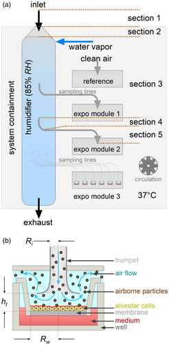 Figure 1. (a) Scheme of a VitroCell automated exposure station (air-liquid interface exposure system). The aerosol path from outside to the exposure site is kept at a temperature of 37 °C by the system containment heater and circulation. It is conditioned to a relative humidity of 85% in the humidifier. The particles are isokinetically sampled from the humidifier and transported to the exposure wells in horizontal sampling lines. Flow rate through the well is controlled for 100 cm3 min−1. Six wells are grouped into an exposure module. The system holds three modules with identical properties. One exposure module is used for clean air reference. The section numbers indicate the calculation steps for particle loss estimation (Table 1c). (b) Scheme of the air-liquid interface (ALI) exposure setup. The aerosol is delivered to the ALI via a trumpet-shaped flow-guiding element. Particles deposit onto the cells by diffusion and sedimentation. The well keeps the insert in place. Cells grow on a membrane in the insert with the medium from the basolateral and the exposure aerosol from the apical side. Ri is the inlet radius, Rw the radius of the membrane of an insert in a well and ht the distance of the trumpet from the cell membrane (see Table 1b).