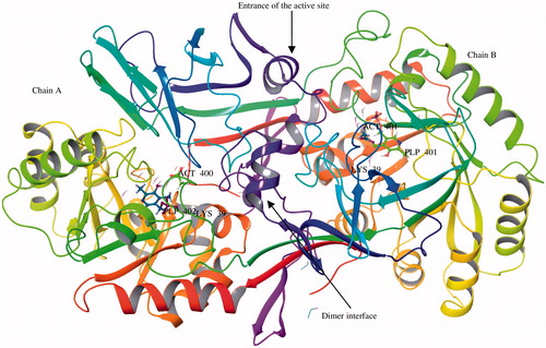 Figure 1. Pictorial view of the Bacillus stearothermophilus Alr homodimer (PBD ID: 1SFT). PLP (pyridoxyl 5′-phosphate), ACT (acetate), Lys (lysine).