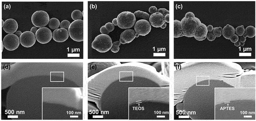 Figure 2. Top view of the SEM images of the (a) CIPs, (b) TEOS@CIPs, and (c) APTES@CIPs. Cross-sectional SEM images of the (f) CIPs, (e) TEOS@CIPs, and (f) APTES@CIPs. The inset shows enlarged images from the white squares in d – f.