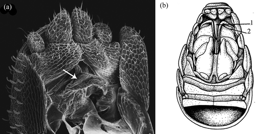 Figure 2. Uncuniscus gen. nov. hamatus (Caruso & Lombardo) comb. nov. (a) Pleon, ventral view; the pleopods have been removed; the arrow indicates the hook; (b) hind portion of body, ventral view; (1) hook; (2) exopodites of the fifth pair of pleopods (from Caruso & Lombardo Citation1978; permission to publish granted by Caruso and Lombardo).