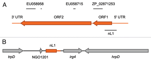 Figure 1 Schematic of the N. gonorrhoeae nL1 HGT event. (A) Gene organization of a full-length L1 retrotransposable element (Genbank, U09116.1). The sequence corresponding the nL1 fragment found in N. gonorrhoeae is indicated by the black line below the L1 element. The horizontal lines above the L1 element indicate approximate locations of sequences that were identified by BLAST analysis as having a high degree of similarity to other bacterial genome or protein sequences, as described in the text. The NCBI DNA and protein accession numbers given above the lines indicate the specific bacterial sequences that exhibit identity to L1. (B) The nL1 fragment (orange) containing portions of L1 ORF1 and the 5′ UTR is shown in relation to neighboring gonococcal genes (gray arrows).