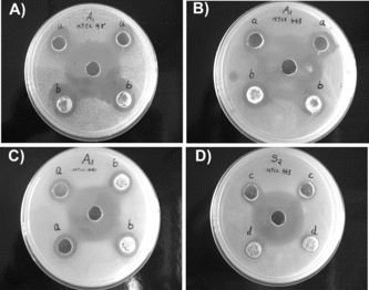 Figure 2 Antibacterial activity of atorvastatin [(a) 1 and (b) 2 mg/well)] against (A) Salmonella typhimurium. (MTCC 98); (B) Escherichia coli. (MTCC 443), and (C) Bacillus subtilis. (MTCC 411). (D) Effect of simvastatin against Escherichia coli. (MTCC 443) [(c) 1 and (d) 2 mg/well]. The reference drug, gentamicin (40 µg/well), was placed in the center well.