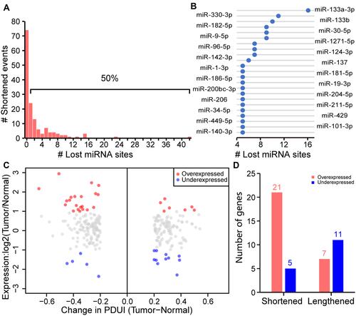 Figure 2 APA drives changes in gene expression. (A) The number of genes that lost highly conserved miRNA binding sites due to shortened 3ʹ-UTR. The percentage of genes missing at least one miRNA binding site is shown above the brackets. (B) The dot plot shows the number of miRNA binding sites of the highly conserved miRNA family lost in the 3ʹ-UTR altered genes. (C) For the 3ʹ-UTR altered gene, the dot plot shows the log-fold change (threshold=1) in gene expression relative to ΔPDUI. The overexpressed genes (red dots) and underexpressed genes (blue dots) on the left represent 3ʹ-UTR shortened genes, while those on the right represent 3ʹ-UTR lengthened genes. (D) The bar graph shows the quantification of 3ʹ-UTR altered genes that are overexpressed (red) or underexpressed (blue) in STAD tumors.