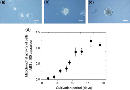 Figure 1. Typical photomicrographs of hiPS cells enclosed in Alg-Ph microcapsules and incubated for (a) 0 (b) 8 and (c) 19 days after encapsulation (Run 1). (d) Transition of mitochondrial activity of hiPS cells enclosed in Alg-Ph microcapsules during cultivation (Runs 4–6). Scale bar: 100 μm.
