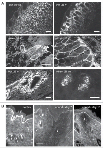 Figure 2. Tissue distribution of TN-X (A) in fetal bovine tissues and (B) during wound healing in mice. (A) Indirect immunofluorescence of TN-X performed on cryostat sections of fetal bovine tissues (at the indicated weeks of gestation) using a monoclonal antibody (8F2) recognizing the FNIII b10 domain of the bovine glycoprotein. (B) Indirect immunofluorescence of TN-X performed on cryostat sections of mouse skin after incisional wound (*). TN-X was detected using polyclonal antibodies directed against the bovine TN-X FNIII b9-b10 repeats. Note that TN-X is hardly detected in the wound (*) even after the completion of the re-epithelialization process (day 7). TN-X staining is re-observed in the deep layers of the wound 13 days after incision. Bars, 50 μm.