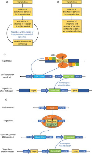 Figure 1. Schematic representation of genomic validation techniques applied to Plasmodium. (a) Single crossover [Citation57]. (b) Double crossover [Citation59]. (c) Zinc Finger Nucleases (ZNFs). The parasites are transformed with a construct that encodes for pairs of engineered zinc-finger proteins linked to an endonuclease. After endogenous expression of the ZFNs (showed in the picture as ZFNL and ZFNR) the zinc finger proteins bind to their target sequence on each side of the chromosome and induce nuclease activity, causing a double-strand break (DSB). This allows for alteration of the target DNA sequence by taking advantage of the homology-directed DNA repair mechanisms at the site of nuclease action [Citation64]. (d) Clustered Regularly Interspaced Short Palindromic Repeats-associated proteins (CRISPR-Cas) system. The parasites are co-transfected with two plasmids; one contains the Cas9 nuclease gene, and the other contains the DNA fragment encoding the sgRNA and the donor template DNA. After endogenous expression, Cas9 nuclease forms an RNA-protein complex with the sgRNA. Binging of the sgRNA to the specific genomic locus induces Cas9 to perform a double-strand break (DSB) on the genomic DNA. Homologous recombination between the cleaved genomic locus and a donor DNA present in the sgRNA construct leads to the integration of the latest to the genome [Citation63,Citation91].