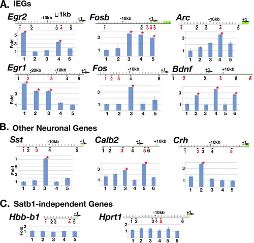 Fig 4 Satb1 binds IEGs and other neuronal genes in vivo. Urea-chromatin immunoprecipitation (Urea-ChIP) was carried out with either anti-Satb1 antibody or preimmune serum. qPCR was used to determine relative fold enrichment of 5 or 6 different genomic sites in anti-Satb1 ChIP samples for each gene (an indication of Satb1 binding). Potential Satb1-binding loci (containing ATC sequences) are marked by numbers in red under the genomic sequence, and potential non-Satb1-binding loci are marked by numbers in black as controls. Red stars label significant fold enrichment relative to that for the internal control site determined by this assay, indicating Satb1 was bound to these sites. Exons for each genomic sequence are marked by green boxes, and translation initiation sites are marked by black arrows. As expected for Satb1-independent genes in the brain, all potential Satb1 binding sites for such genes (C) (Hbb-b1 and Hprt1) were not bound by Satb1, indicating that the gene is either not expressed (Hbb-b1) or not Satb1 dependent (Hprt1) in the cerebral cortex.