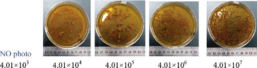 Figure 4. Aspergillus niger pellets in the soybean wastewater supernatant at different spore concentrations.