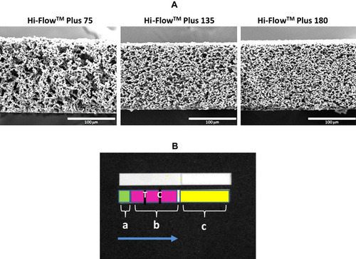 Figure 1 Images of NCMs and test strip design.Notes: (A) SEM images of the NCM cross-sections, showing the difference in pore structure. (B) Image of a strip from IVIS-50 instrument showing surface topography. Upper strip represents native image. Lower strip represents computer modeling of FNDP-NV locations: (a) application zone marked in green, (b) migration zone in pink with test (T) and control lines (C) shown, (c) absorption pad marked in yellow, which serves as a sink for unbound particles. The blue arrow indicates the direction of FNDP-NV flow.Abbreviations: SEM, scanning electron microscope; NCM, nitrocellulose membrane; FNDP-NV, fluorescent nanodiamond particles with NV active centers.