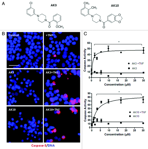 Figure 2.(A) Similar chemical structure of AK3 and AK10. AK3 and AK10 both have a core piperazine group substituted with phenyl and benzoyl groups at the two piperazine nitrogens. (B) Increased caspase-3 and apoptosis in the combination treatment of AK3 or AK10 with TNF. HT29 cells were treated with AK3 or AK10 in the presence or absence of TNF. Cells were fixed, permeabilized and stained for active caspase-3. Higher proportion of cells stained for active caspase-3 in the combination treatment compared with control or AK3/AK10 treated cells. Positively staining cells displayed an apoptotic morphology. Bar, 100 μm. (C) Representative dose-response curves of caspase-3 activity with increasing concentrations of AK3 or AK10, in the presence or absence of TNF. Significant caspase activation was observed only in the combination treatment. The asterisks indicated points where the combination treatment was significantly higher than compound or TNF treatment alone (ANOVA, Tukey’s post-hoc test, p < 0.01). LD50s of AK3 and AK10 in the presence of TNF were determined to be 0.5 μM and 2.0 μM, respectively.