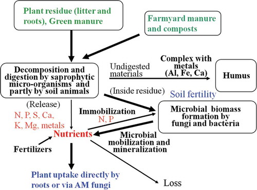 Figure 1 Soil fertility scheme in temperate ecosystems. AM: arbuscular mycorrhizal.
