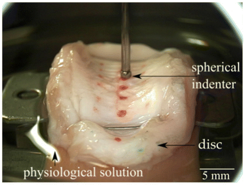 Figure 1 Sample 1 in work bench for indentation in the central area