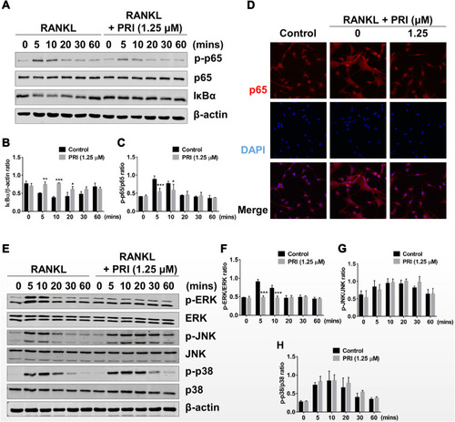 Figure 3 PRI abolishes RANKL-induced activation of NF-κB and ERK MAPK signaling pathways. (A) Representative immunoblot images of the effect of PRI on the early activation of NF-κB signaling in response to RANKL stimulation. Total cellular proteins were extracted from BMM pretreated with 1.25 μM PRI for 1 hour and then stimulated with 50 ng/mL RANKL for indicated times. Protein expression and phosphorylation status of p65 and IκBα were assessed using specific antibodies. β-actin was used as internal loading control. (B and C) Densitometric quantitation of protein expression of IκBα relative to β-actin, and p-p65 relative to p65, using ImageJ software. (D) Immunofluorescence images of p65 nuclear translocation following RANKL stimulation without or with 1.25 μM PRI treatment (Magnification = 40×). Cell nuclei were counterstained with DAPI. (E) Representative immunoblot images of the effect of PRI on the early activation of MAPK signaling in response to RANKL stimulation. Protein expression and phosphorylation status of ERK, JNK, and p38 were assessed using specific antibodies. β-actin was used as internal loading control. (F-H) Densitometric quantitation of protein expression of p-ERK relative to ERK, p-JNK relative to JNK, and p-p38 relative to p38 by using ImageJ software. Bar graphs presented as mean ± SD of at least 3 independent experiments; *p < 0.05, **p < 0.01, and ***p < 0.001 relative to RANKL-only control.