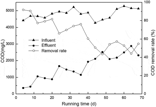 Figure 2. The change of COD in anaerobic chamber during the domestication stage.