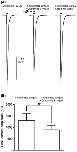 Fig. 5. Effects of co-application of okaramine B on the response to l-glutamate of BmGluCl expressed in Xenopus laevis oocytes.