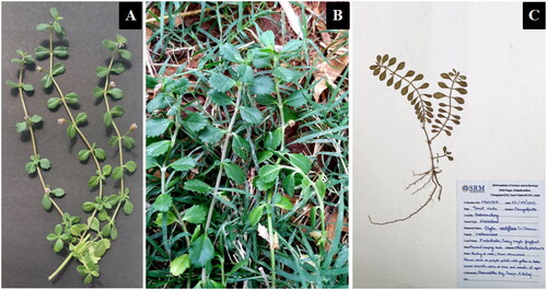 Figure 1. Phyla nodiflora plant used in this study. A. Collected sample, B. Habitat, and C. Digital herbarium (MH178191). The features that differentiate P. nodiflora from the other species of this genus are obovate leaves with sub-obtuse apex, pinnate venation prominent abaxially, serrate leaf margin, spherical-shaped fruit and rooting at the nodes (O'Leary and Múlgura Citation2012). These images were taken by authors (Ray Sharmishtha and Tanuja). the plant sample was collected from Guduvanchery, Chengalpattu District, Tamil Nadu, India (GPS coordinates: 12°51′16.1″N 80°03′49.4″E) on 9 September 2022.