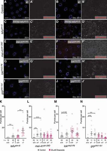 Figure 6. Loss of components of the ATM and ATR pathways induces eMI. (A, C, E, G, I) Untreated fat body. Compared to w- control (A), tefuatm−8 (C), mei-41atr−29D (E), and grpchk1-fs1 (I) mutants show increased eMI activity (red). lokchk2-P6 (G) may show a tendency toward increased sensor signal. (B, D, F, H, J) Eto-treated larvae. Compared to w− control-treated larvae (B), atm/tefu-8 (D) larvae show an enhanced eMI response, while mei-41atr−29D (F), lokchk2-P6 (H), and grpchk1-fs1 (J) mutants show no significant change. Nuclei are in blue, monochrome images show eMI. Scale bar: 20 µm. (K-N) Quantification of eMI response in untreated (gray) and Eto-treated larvae (magenta) of indicated genotypes. Note that mei-41atr−29D and grpchk1-fs1 heterozygotes also show a phenotype in the absence of drug. (K, M) t-tests. (L, N) One-way ANOVAs (Dunnett corrections): p < 0.0001 (L); p < 0.001 (N). *, P < 0.05; **, P < 0.01; ***, P < 0.001