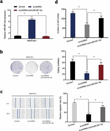 Figure 5. miR-361-3p inhibitors abrogated the regulatory effects of si-circRNA on WERI-Rb1 cells. (a) miR-361-3p expression was assessed in retinoblastoma cells post-introduction of miR-361-3p inhibitors and si-circRNA. (b) Colony formation assay revealed that miR-361-3p inhibitors abolished the roles of si-circRNA on WERI-Rb1 cells proliferation. (c, d) Wound healing and transwell assays showed si-circRNA-induced suppression of the migratory and invasive properties of WERI-Rb1 cells were reversed by miR-361-3p inhibitors. *p < 0.05.