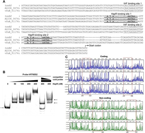 Figure 5. HapR physically binds to the promoter region of VflT6SS2 major cluster. (A) Nucleotide sequence analysis of the promoter region of VflT6SS2 major cluster. Nucleotide sequences of the proximal regions of tssB2 (V. fluvialis 85003), AL536_06745 (V. fluvialis 33809) and vfuB_01176 (V. furnissii NCTC11218) are aligned. The HapR binding sites are underlined and the conserved bases according to the Motif 1 binding sites [Citation41] are shown in bold. Dotted underlined sequences show the IHF binding sites characterized previously [Citation24]. Bases in italics show the beginnings of translation of tssB2, AL536_06745, and vfuB_01176. Dashes show gaps introduced to maximize alignment. (B) HapR binding to the promoter region of VflT6SS2 major cluster. EMSA was performed as described in the “Materials and Methods.” A biotin-labelled 450-bp DNA probe (20 ng) was incubated with increasing amounts of purified HapR protein. For competition analysis, the same but unlabelled probe was included at 10- or 50-fold concentrations relative to the labelled probes. The left arrow indicated the free probe, whereas the right arrows referred to HapR-bound probes. (C) DNase I footprinting assay of HapR binding to the promoter region of VflT6SS2 major cluster. As described in the “Materials and Methods,” increasing amounts of purified HapR protein was incubated with FAM/HEX-labelled fragments of tssB2 promoter region, and then the fragments were digested with the optimized RQ1 RNase-Free DNase I (Promega, United States). Finally, the digested fragments were analysed, and the protected regions were boxed and marked with positions. The negative numbers at the bottom indicate the nucleotide positions relative to the translation start site (+1) of tssB2, the first gene of VflT6SS2 major cluster.